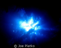 this was shot at monastery beach looking up through the k... by Joe Platko 
